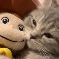 ぬいぐるみを抱えたまま『寝落ちしそうな子猫』を見ていると…微笑まずにはいられない『尊すぎる瞬間』が52万再生「世界一可愛い」「癒された」