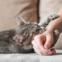 猫の困った『噛み癖』をやめさせるための方法3選　そもそもなぜ口が出やすいの？