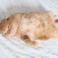 猫はなぜ『かわいい』の？猫が人々をこんなにもメロメロにする4つの理由