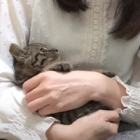 シャーシャーと威嚇しまくりだった保護子猫が、1週間後……泣けるほど尊い『まさかの様子』が8万再生「大変身ｗ」「すっかり落ちたね」