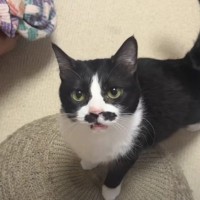ごはんの時間が待ちきれずにキッチンにやってきた猫→『ごはん食べる？』と話しかけると…100点満点な相槌が可愛すぎると反響「笑みがこぼれた」