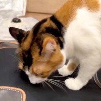 ネコがいる妹の家で２泊３日した結果…帰宅を待っていた愛猫たちが見せた『恋人のような反応』が話題「ど迫力すぎるｗ」「待ち遠しかったのね」