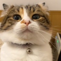 許可なし撮影はダメみたい…猫にカメラを向けていたら→『まさかの反応』が62万再生の反響「めっちゃ強っｗｗ」「受けたいｗ」と爆笑の声