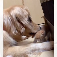 大型犬の前足が目の前に出てきたら、子猫は…可愛すぎる反応と『心温まるやり取りの様子』に「接し方がもう親子ｗ」「優しい空間過ぎて泣きそう」