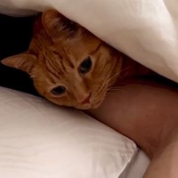 夜中に寂しくなった猫→大好きなお父さんのところへ向かうと…『とんでもなく尊い瞬間』が16万再生「うらやましい～」「いい表情してる」