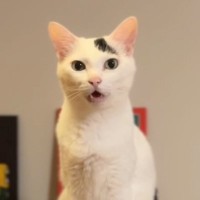 ご飯をもらおうと近くにやってきた猫が、次の瞬間…あまりにも賢すぎる『3段階の要求』が22万再生「強弱つけてるの凄い」「最後すごいｗ」