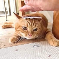 子猫の爪を切りたいので、頭にテープを貼る『都市伝説』を試した結果→犬は大人しくなったのに…『まさかの展開』に爆笑「逃げ足の速さｗｗ」