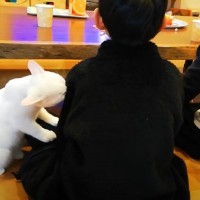 雨が降る休日に『息子の友達』が遊びにやって来ると……家にいた猫が友達に見せた『まさかすぎる反応』が笑っちゃうと89万再生を突破