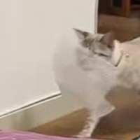 大きなプチプチをくわえる『ご機嫌な猫』がやってきたかと思ったら…思わぬ『悲劇の瞬間』が44万再生「体短くなったｗ」「ルンルンだったのにｗ」