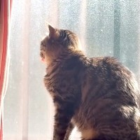 窓際にいるネコ→舌が出ていたので『しまいなさい』と伝えた結果…悶絶級の『まさかのサービス』に「尊い」「かわいいの投げ売りだ」と絶賛