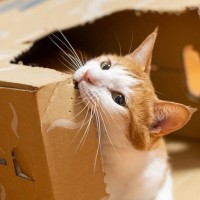 猫の飼い主さんが『どうしてもやめてほしい』と願う、愛猫の行為4選　それぞれの対処法も