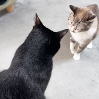 同居猫から背負い投げを食らいそうになって…次の瞬間→黒猫がとった『思わぬ行動』に爆笑の声「まさか自分からｗ」「オチが素晴らしいｗ」