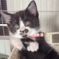 保護して３週間の子猫がいる『ケージの中』を覗いたら…思いもよらない『驚きのポーズ』に笑っちゃう人が続出「ウィッシュ入ってるｗ」「可愛いｗ」