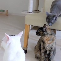 女の子が帰宅するのを待つ猫４匹→熱烈歓迎するかと思ったら…『思ったのと違う反応』が60万再生「ソワソワしてたのにｗ」「ツンデレ可愛い」