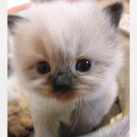 ヒマラヤンの子猫→成長と共に顔の模様が変化していって…とんでもなく可愛い『ビフォーアフター』に３万いいね「素晴らしい」「たまらんね」と話題