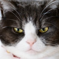 猫が嫌がる『キライな色』3選と理由　猫のいる空間では使わないほうがいい？