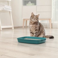猫のための『介護用品』はどんなものが必要？あると助かる7つのアイテム