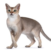 『アジア原産の猫種』7選！オリエンタルな雰囲気の個性的な猫たちの特徴や魅力をご紹介