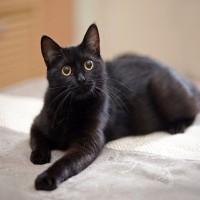 猫はあなたのことを『どんな存在』だと思っている？考えられる4つの気持ち
