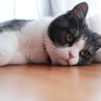 猫をぐったりと疲れさせてしまう『悪い飼育環境』の特徴4選　猫にはストレスフルな状況とは