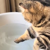 バケツに入った水を触って遊ぶ猫を見ていると……『まさかの瞬間』と可愛い光景が139万再生「心臓がギュンってなった」「5億回くらい見た」
