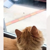 窓の外にいる『虫』が気になる猫→飛んで行った次の瞬間…予想外の『大暴れ』に「想像以上で爆笑した」「全然終えてないｗ」と笑っちゃう人が続出