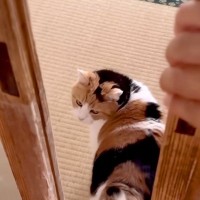 昼寝から起きたネコに連れて行かれたのは、階段を降りた先の部屋で…絶対に断れない『まさかのお誘い』に「棚になりたい」「甘え上手」と反響