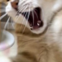 おもちゃで遊んでもらい大興奮した猫…『迫力ありすぎる表情』に爆笑する人が続出「躍動感ｗｗ」「ニヤニヤしてしまった」と３万いいね