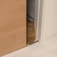 ふと床でくつろぐ猫を見たら…『衝撃の表情で見つめてくる様子』に吹き出す人が続出「唇あるんだけどｗ」「夜にみたら怖いｗ」と17万再生