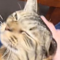 甘えん坊すぎる猫→飼い主さんが撫でるのをやめると…『まさかの反応』に笑っちゃう人が続出「なんで？って感じが可愛いｗ」「わかりやすいｗ」