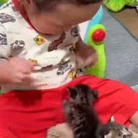 1歳5か月の赤ちゃん→小さな子猫が登ってくると…信じられないほどに尊い光景が269万再生「あまりの可愛さに悲鳴出るｗ」「平和な世界」