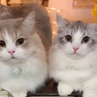 洗い物をしていると、2匹の猫がやって来て…ニヤけずにはいられない『幸せいっぱいの光景』が12万再生「羨ましい」「家事が楽しみになりそう」