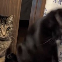 突然床に向かってパンチし始めた黒猫→横にいた猫が…想像を超えてくる『大暴れ』に「夜中に爆笑したｗ」「たまにバグるよねｗ」と105万再生