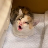 必死に鳴いていた赤ちゃん三毛猫→『口の形』を見ると…まさかの動きが可愛すぎると107万再生「初めて見る鳴き方だｗ」「もうたまらない」