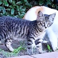 駐車場の近くで生活していた子猫→『事故にあったら危ない』と保護した結果…心あたたまる『素敵な展開』に感動「賢い子だね」「幸せ確定」