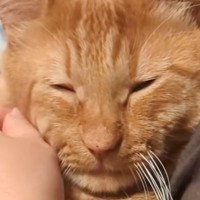 ママに抱っこされているときは幸せそうな猫→『パパ』が抱っこすると…まさかの変化に「態度が違いすぎるｗ」「別ネコさんｗ」と爆笑の声続出