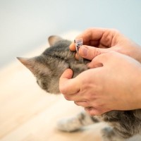 室内飼育の猫にも『寄生虫予防』は必要？したほうがいい3つの理由