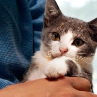 猫が『やけど』をしたときの症状3選と対処法　起きやすいシチュエーションも解説