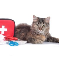 猫のために『常備しておきたい救急用品』5選　突然のケガや体調不良のときの強い味方