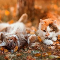 秋になると表れる『猫の変化』3つ　飼い主が注意すべきポイントとは