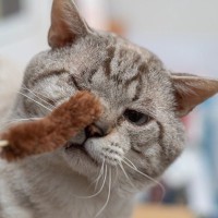 猫にも白髪やシワが？人と猫で共通する『老化のサイン』4選