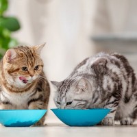 猫には不可欠な『タウリン』ってどんなもの？働きや摂取法、不足した場合のトラブルなどを解説