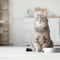 シニア猫が『ご飯を食べない』ときに考えられる4つの原因　無理にでも食べさせたほうがいい？