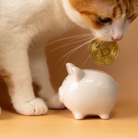 『治療にお金がかかる』猫の病気4選　安心して治療を受けるためのお金対策も