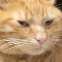 猫に踊ってもらおうとした結果…思わず吹き出す『笑撃の表情』を見せる様子が56万再生「顔が好きすぎるｗ」「完全にやる気なくて笑った」