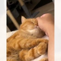 『気持ちよさそうに撫でられていた猫』が、次の瞬間…あまりにも想定外な『尊すぎる行動』に４万いいねの反響「かわえぇぇぇ」「愛だね」