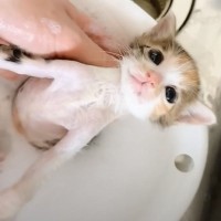 『汚れていた3匹の子猫』をシャンプーすると…お湯の色が変化する様子と『尊すぎる反応』に「最高にかわいい」「気持ちよさそう」と反響