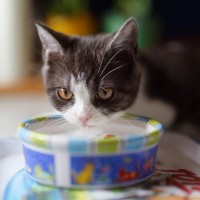 猫には絶対与えてはいけない『危険な飲み物』7選　なかには命を奪うものも