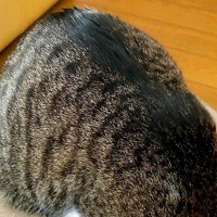 ダンボールに入ろうとする猫→『箱のサイズ』を見てみると…絶対無理そうな光景に爆笑する人が続出「あれぇ？って顔ｗ」「限度ってものが…」