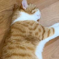 「お茶吹いたｗ」猫に小さめのダンボールをあげたら…『まさかの光景』に爆笑する人が続出「脳内では満喫してそうｗ」「斬新」と1万いいね